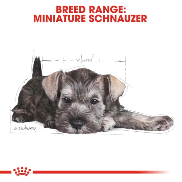 Royal Canin Breed Health Nutrition Schnauzer Puppy Dry Pet Food For Dog 6 Royal Canin Breed Health Nutrition Schnauzer Puppy Dry Pet Food For Dog - Image 4