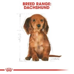 Royal Canin Dachshund Puppy Dog Dry Food 16 Royal Canin Dachshund Puppy Dog Dry Food -Dog Supply Shop I9112372 en 06