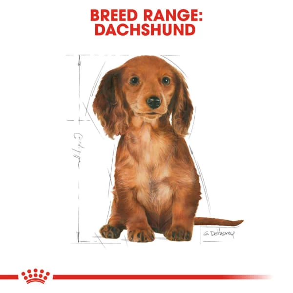 Royal Canin Dachshund Puppy Dog Dry Food 8 Royal Canin Dachshund Puppy Dog Dry Food - Image 6
