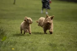 Dorwest JointWell Tablets For Dogs And Cats -Dog Supply Shop dorwest jointwell tablets 3csb.jpg