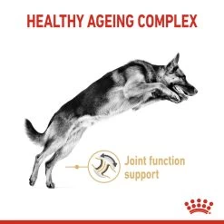ROYAL CANIN® German Shepherd Adult 5+ Dry Dog Food 12 ROYAL CANIN® German Shepherd Adult 5+ Dry Dog Food -Dog Supply Shop nweoj058vrslgcrebyqf